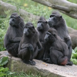  Monkeys live in groups called troopes.