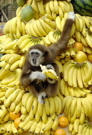  When monkeys peel bananas, they dont eat the skin. (smart monkeys)