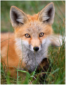 Foxes are mostly found in open places with grass