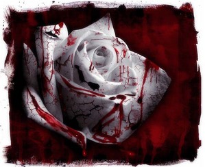  this is like the picture that is this article: Amore and blood!!!! enjoy!