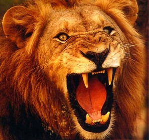  The Lion.