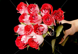  Bellas roses