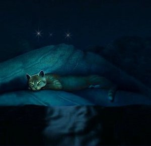  StarClan, the one hope left to cling to.