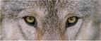  eyes of the loup