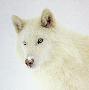  white নেকড়ে with blue eyes