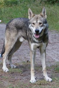  A Saarlooswolfhond