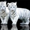 white tigers ARichmond photo