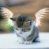 Angel Cat Frances_17 photo
