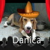 My beagle Danica Hanozono1 photo