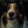 my dog Sally :) HeechulLover photo