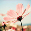Pink Flower HerMelody photo