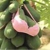 bra papaya LayD photo