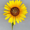 More Sunflowers!!!  Lilrue87 photo
