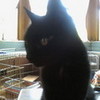My kitty, Bella, (note: shes not named after the twilight character) Myf_1992 photo