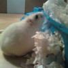 My hamster, Mina Myf_1992 photo