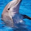Pretty Dolphin! RoswellGirl13 photo