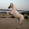 Pretty Arabian!  RoswellGirl13 photo