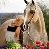 The Most Beautiful Arabian!!!! RoswellGirl13 photo