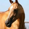 Pretty Horse RoswellGirl13 photo