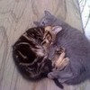 two of my kitties sleeping together SonOfPein photo