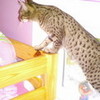 my cat (this is my sis room btw) Twicutie photo