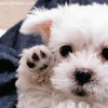 Cute puppy Twilightpup photo