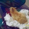 Hamster named Carmel VeggieTales311 photo