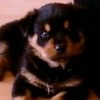 My dog as a puppy!!!! _GiGgLeS_ photo