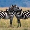 ...gotta share the...zebra love...<3 cupcake_ photo
