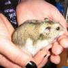 my pet hamster charlie R.I.P emo_grl_4eva photo