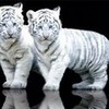 white tigers harry-edward photo