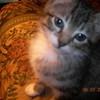 My cat Freddy as a baby :  ) horsiegirlsam photo