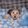 This is my six month old yorkie poo. Her name is Kiwi iluvjb23 photo