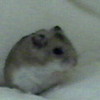 sweety (my hamster) leah-08 photo