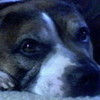 checio (my dog) leah-08 photo