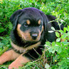Baby Rottweiler In Grass leeah12 photo