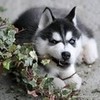 cute husky pup leeah12 photo