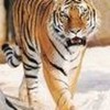 Tiger lynda001 photo