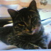 my cat:mushu shiriny photo