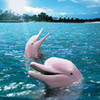 pink dolphins,from Amazon shiriny photo