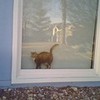 my kitty in the window tinkmc451 photo