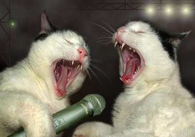  duet_rock_cat