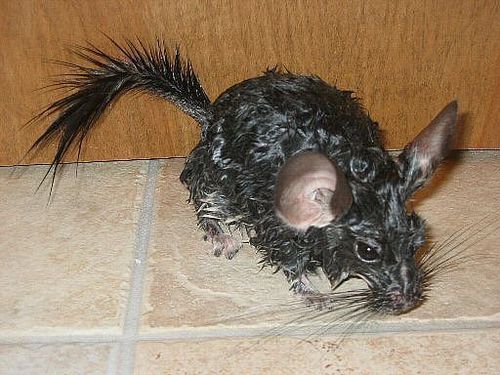  wet chinchilla after bath