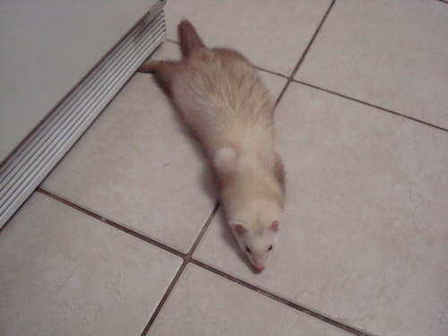  Bebop likes to flop down on the floor randomly a lot