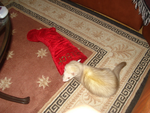 Bebop with his stocking on Xmas