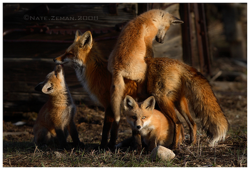  狐, フォックス family