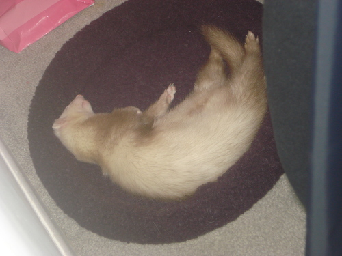 My ferret Bebop