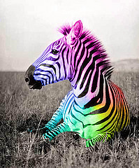 zebra, kuda belang