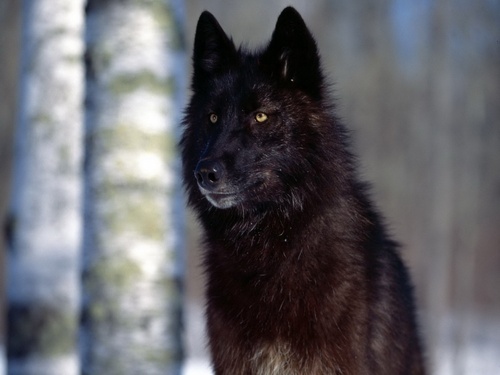  wolves/ Werewolfs
