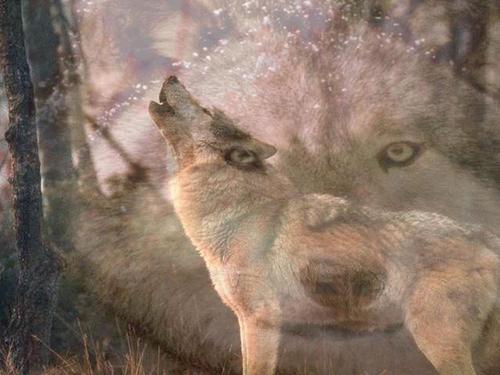  ~♥ भेड़िया ♥ ~